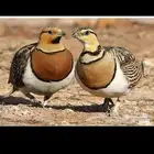 قطا عراقي جوزين ويتوفر حجول وقميري نزل