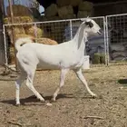 جفره بيشبه كحلا صنف.