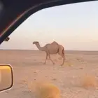 لقحه شعلا