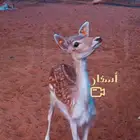 مصور