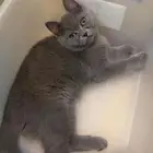 قطط تبني