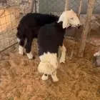 غنام