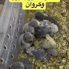 مطلوب فروخ ( روز ) و ( كروان ) و ( كنيور )