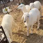 خرفان