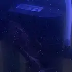 سمكة بليكو أو الزبال