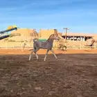 مهر عربي فاخر بمعنى الكلمة