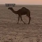 ثلاث بكار عمارهن 9 إلى 7 شهور