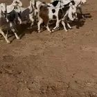 جفار مشاريك منوة القناي