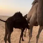 خمس حيران اعمارها من 7 شهور وفيها
