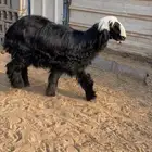رخل نجديه خصممم