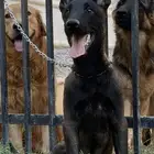 مالينو شربوني