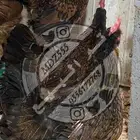 دجاج عربي مكاحيل ( تم البيع )
