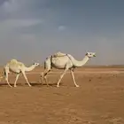 للبيع عشاير العدد ثنتين وخفوت