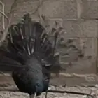 طاووس برونز منتج