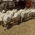ضان حريات