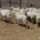 ضاان دفيع حرياات