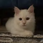 قط للبيع