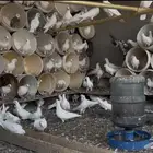 حمام فرنسي للبيع