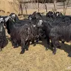 معزاء مرااح