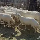 ضان حريات مرااح