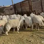 ضان حريات حرش مراح