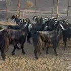 معزاء عارضيات مرااح