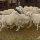 ضان حرياات