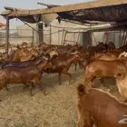 تيوس دهم