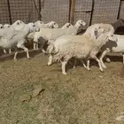 ضاان حريات وللد