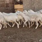 ضان حريات