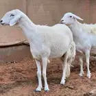 غنم صنف حريات