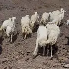 ضاان حريات حررش