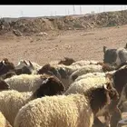 ذبائح خرفان و تيوس