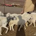 ضان حريات متابيع