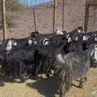 معزاء عوارض مرااح