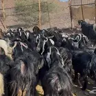 معزاء عارضيات مراح