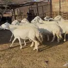 ضان حريات مراح