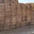 برسيم مخلوط صيفي للبيع