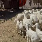 ضاان حريات مواليد