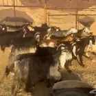 معزاء عوارض مراح