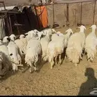 رخاال حريات حرش