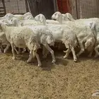 ضان حريات حرش مراح واحد