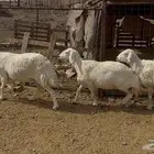 ضان حريات
