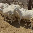 ضان حريات