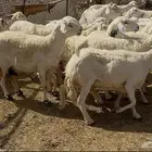 ضاان حررياات