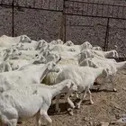 ضان حريات مراح