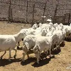 ضاان حرياات حرش