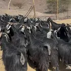 معزاء عورااض مراح فاخر