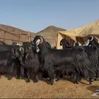 معزاء عواارض فاخرة