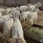 ضان حريات مراح